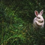 a white bunny rabbit on green grass
